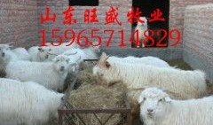 绒山羊价格最新爆料,最新价格爆料揭秘